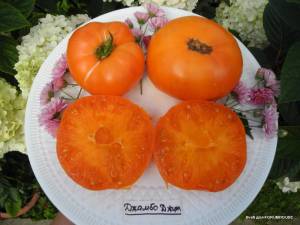 1183692706_(JumboJimOrange)2.thumb.JPG.772a0befecdca0e1209b0956517223bf.JPG