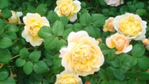 DSC06762.thumb.jpg.3ae2bc71e37f7f29d20cc3c2be3cebf0.jpg