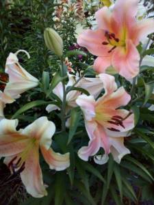 IMG_20210723_205738.jpg