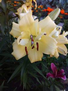 IMG_20210725_204249.jpg