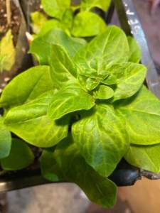 IMG_2299.jpeg