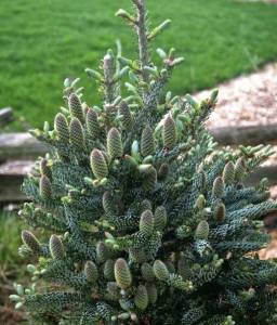 full_Abies_koreana_Silberlocke_1.jpg