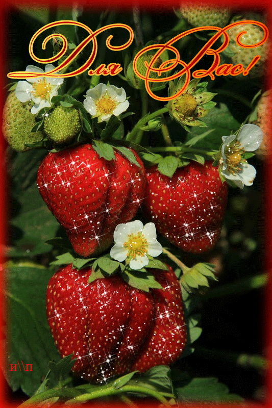 Открытки-с-ягодами-скачать-бесплатно-Открытки-с-ягодами-онлайн-14277.gif