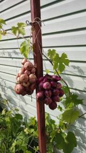 IMG-20230808-WA0007.thumb.jpeg.37797d2e3d04843985f1c0ed1bc2a477.jpeg