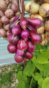 IMG-20230809-WA0002.thumb.jpeg.3b1887eb9b6f47949d51b329a0bdafa0.jpeg