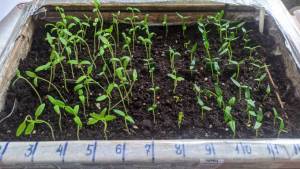 IMG_20240229_073813631.thumb.jpg.4c96cad4cedd4696dadf8d99119e5c1b.jpg