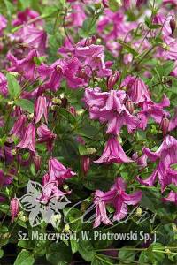 csm_pix713_Clematis_Heather_Herschell_K2_85323b6fb6.jpg