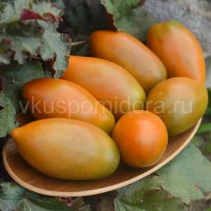 tomat-gnom-shchedrost-laury-1-900x900.thumb.jpg.ee86a1e2fa1bfc0f634fb3b39e483802.jpg