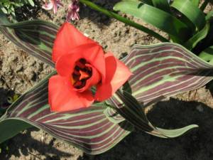 1280px-Tulipa_greigii_9.thumb.jpg.dd4296b1856a939d33d05e9fd220a9e4.jpg