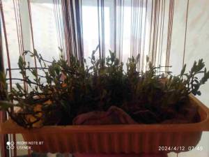 IMG_20240412_082426.thumb.jpg.038a72ca88a3489ef7b3455b8f328c01.jpg