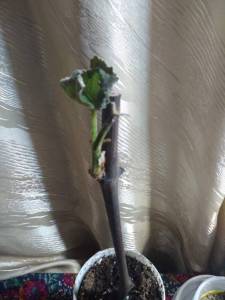 IMG_20240418_203817.jpg