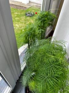 IMG_2211.jpeg