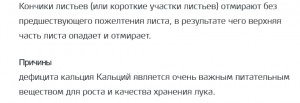 причины желтых-белых  кончиков листа лука.png
