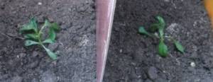 3.thumb.JPG.c4fec0568b61b90544593d2f845a4511.JPG