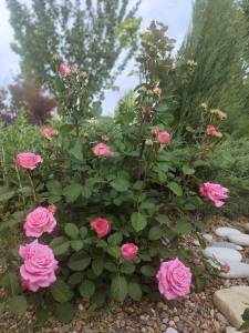 3c251209-2bb1-4f61-92b8-fbb5c08d10a0.jpeg