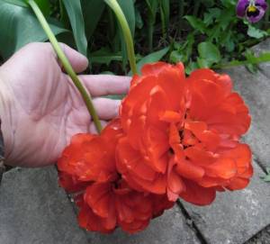 7.thumb.JPG.2c863388b2604e7bedc59db75e0e5227.JPG
