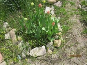 IMG_0389.thumb.JPG.cc4c09968c578b2b7462a31f76dcbd24.JPG