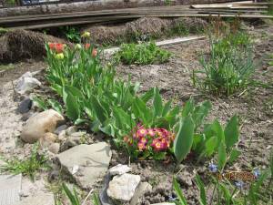 IMG_0390.thumb.JPG.e0a17d82026ba5227753c9e203e404fa.JPG