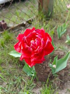 IMG_20230512_140436.jpg