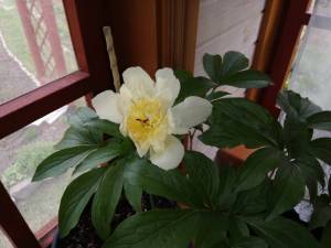 IMG_20240509_135613.thumb.jpg.a8249a39a966e4228cb3c0240207e76b.jpg