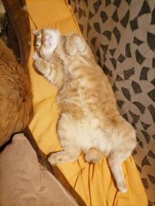 IMG_20240512_003122.thumb.jpg.c1571f5eb7a81ffdace9d3e0efc7d42a.jpg