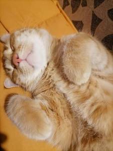 IMG_20240512_003254.thumb.jpg.57d5ce5f2ec068e111eded6fe4b7cbf8.jpg