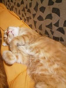 IMG_20240512_003938.thumb.jpg.8ecee3e2b77f8348bca17300c7eac322.jpg