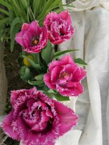 IMG_20240512_141259_compress79.jpg