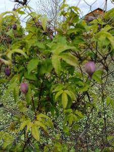 IMG_20240513_131837.jpg