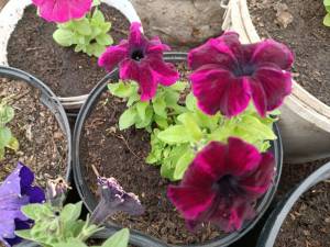 IMG_20240513_132235.jpg