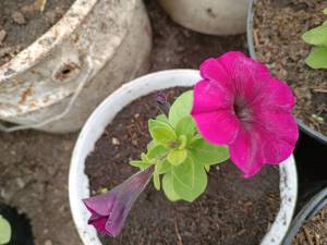 IMG_20240513_132313.jpg