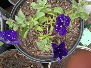 IMG_20240513_132324.jpg