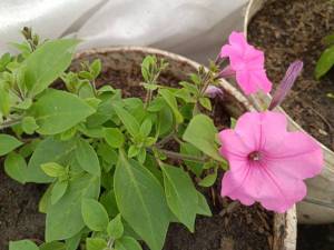IMG_20240513_132328.jpg
