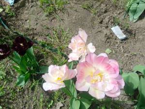 IMG_20240516_140916.jpg