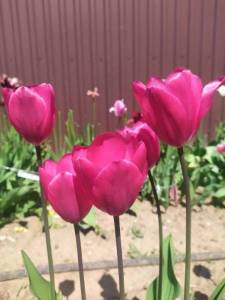 IMG_20240518_123604.thumb.jpg.6ee3bb04152bbe279c3820ff04eada7d.jpg