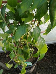 IMG_20240526_055420.thumb.jpg.c3a3ab54369abbf42b580cdee86cbb72.jpg
