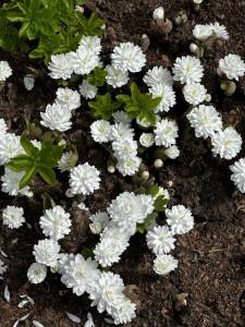 IMG_2261.jpeg
