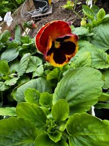 IMG_2566.jpeg