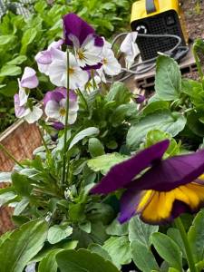 IMG_2569.jpeg