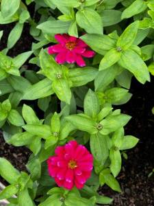 IMG_2574.jpeg