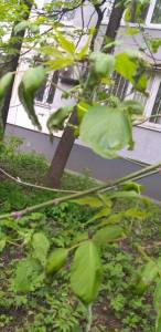 Screenshot_20240515-181415_Gallery.jpg