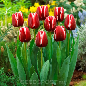 image.png.f3fbc81ea1ca6aef4ebeb30100215b0f.thumb.png.ec06f753488da1f4c72f06528c00f3bf.png