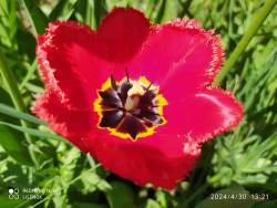 IMG_20240430_132111.jpg