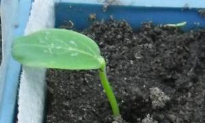 2.thumb.JPG.37613fd4d30693c46aaac773bbc38c1c.JPG