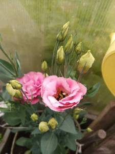 20240629_125347.thumb.jpg.e7832e86c8aa23f9c686a9fdae51a19e.jpg