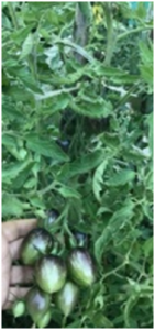 932369075_.thumb.png.432646df4f7930119f71852f6edfacf7.png