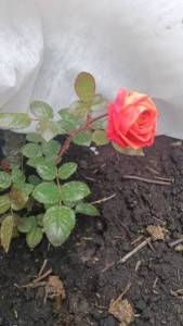 IMG-0a14aba31539b8cc459a1c7e02e7257b-V.jpg