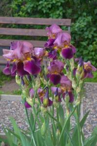 IMG-20230611-WA0009.thumb.jpg.b2f6666c6b9eed10fda5af48ea3464e6.jpg