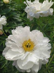 IMG-20240605-WA0003.thumb.jpg.84a04c43b4461fb6e7fa326eca0cd94d.jpg
