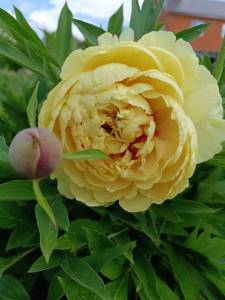 IMG-20240609-WA0018.thumb.jpg.b830e0cbff60dffc627d9766aabb02be.jpg